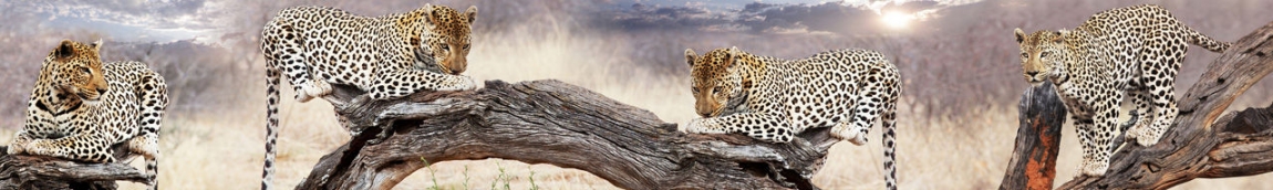 skinali 2080